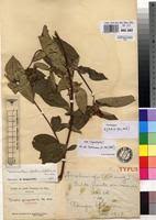 Image result for Melastomastrum capitatum