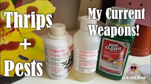 Check spelling or type a new query. Thrips Identification And Killing My Current Treatment For Thrips And Spider Mites Youtube