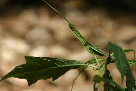Image result for Dorstenia psilurus