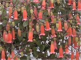Kalanchoe Uniflora Great In Hanging Planters Jardim Natureza