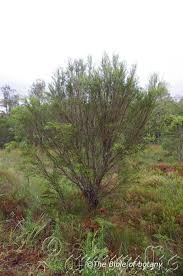 Image result for Lipocarpha monostachya