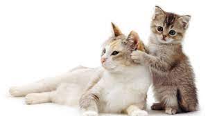 Apalagi secara insting anak kucing akan langsung terdiam (anteng) ketika induk kucing mencapitnya, bahkan hal ini bisa. Sebelum Memutuskan Memelihara Induk Kucing Dan Anaknya Ketahui Lebih Dulu 6 Tips Perawatannya Ini