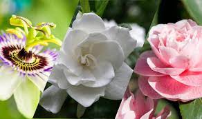 Maybe you would like to learn more about one of these? 10 Of The Most Fragrant Plants For Your Florida Garden Irrigation Landscaping R And R
