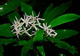 Image result for Tarenna junodii