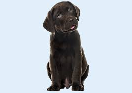 Akc labrador retriever puppies $1,800 (lax > grass valley california) pic hide this posting restore restore this posting. Labrador Retriever For Sale Labrador Retriever Puppies