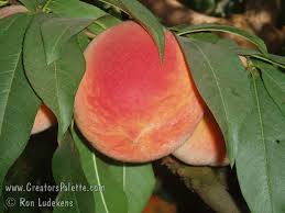 Displaying items by tag: Santa Barbara Peach