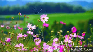 See more ideas about beautiful gif, flowers gif, beautiful roses. Flowers 55 Video Background Hd 1080p On Make A Gif