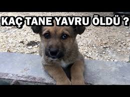 Zehirlenen Yavru Kopeklerden Kaci Oldu Bedava Kopek Nasil Sahiplenilir Youtube