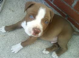 Pitbull Terrier Black And Blue Eyes Pin On Pitbull Terrier