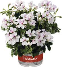 Elk jaar opnieuw in het hele seizoen: Geranium Hang Enkelbloemig Perkplanten Van Deun Hofmans