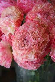 Ranunculus 8216 Vigor Pi Beautiful Beautiful Flowers Flowers Amazing Flowers