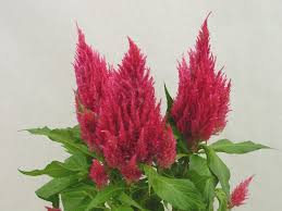 Celosia Sunday Dark Pink Flores Plumas Y Plantas