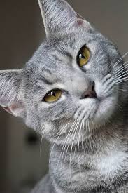 Many Cats Have A Problem With The Sides Of The Bowl Touching Their Whiskers Cat Whiskers Are Sensitive Hairs Called Vibrissae And Cats Pretty Cats Funny Cats