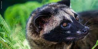 Female fronted punk rock n' roll. Wildlife Fact Sheet Asian Palm Civet Rainforest Action Network