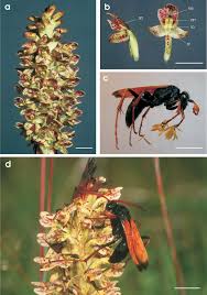 Image result for Disa satyriopsis