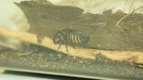 Folge 4 - Zoom - Insektenbiotechnologie: In der Insekten-Drogerie