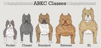 Pin On American Bully