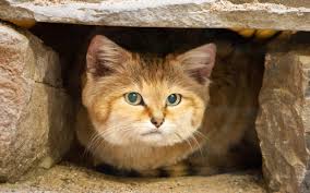 Sand Cat Wallpapers Hd 3d Hd Wallpapers Sand Cat Gorgeous Cats Small Wild Cats