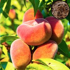 Image result for Prunus persica