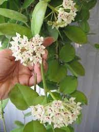 Pin On Fragrant Plants