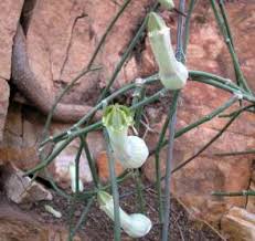 Image result for Ceropegia filipendula