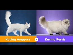 Perbedaan antara kucing persia dan anggora dapat kita lihat dari bentuk hidung, mata, dan juga bulunya, selain itu ada 12 cara lain untuk agar kalian mengetahui ras dari kucing yang akan kalian adopsi persia atau anggora, maka kami akan memberikan 11 cara melihat perbedaan kedua ras. Kucing Anggora Lucu Dan Imut Vs Persia Auto Gemes Youtube