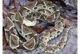 Fer De Lance Costa Rica Information Where To See It And Photos Beautiful Snakes Reptiles And Amphibians Snake
