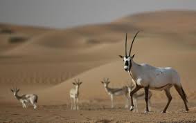 الجهود المبذولة للحفاظ على المها العربي في السعودية المرسال