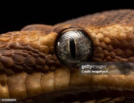 3,500 Snakes Eyes Stock Photos, High-Res Pictures, and Images - Getty Images