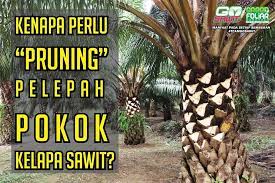 We did not find results for: Kenapa Perlu Pruning Gosawit Baja Berkesan Berkualiti Facebook