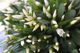 Soilless mixes are great, as their natural environment doesn't have soil. Easter Cactus Woolythyme
