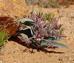 Image result for Trachyandra burkei