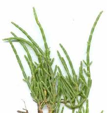 Image result for Salicornia perrieri