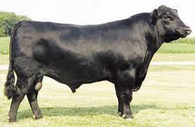Demand remains strong year after year, as reflected by strong sales trends and an increase in angus cattle on the market. Breeds Aberdeen Angus The Cattle Site
