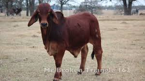 Pillows are available in sizes from 14 x 14 up to 26 x 26. Cattle For Sale Broken Triangle Cattle Brahman In Caldwell Texas