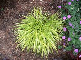 Image result for hakonechloa macra nicolas