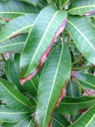 Help Needed To Identify Mango Disease