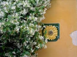 Jasmine flowers are valued throughout the world for their fragrant white blooms jasmine flowers embody a perfect balance of beauty and fragrance making them a favourite throughout the world. Jasmine Plant Care How To Grow Jasmine Vines