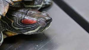 A 2-year-old red-eared slider has swollen eyes - YouTube