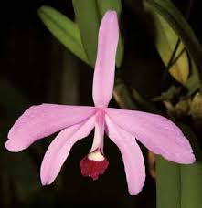 Image result for Summerhayesia zambesiaca