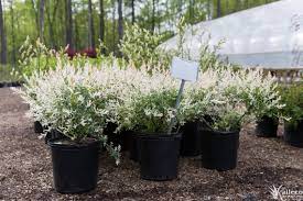Maybe you would like to learn more about one of these? Tri Color Willow Plant Profile Kalleco Nursery Corp