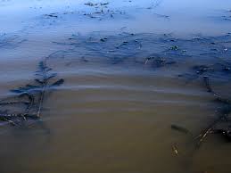 Image result for Lagarosiphon muscoides