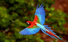 Birds That Start With Red Red Green Macaw Wallpaper Free In 2020 Parrot Flying Parrot Wallpaper Parrot