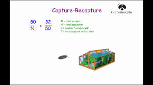 Capture Recapture Corbettmaths Youtube