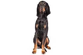 Black And Tan Coonhound Rescue Texas Black And Tan Coonhound Dog Breed Information Dog Breeds Coonhound Large Dog Breeds