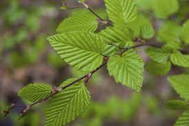 It is a very widespread pest which lives in wall and roof cavities, sewers, drains, cellars, grease traps and rubbish dumps. Hornbeam Tree Info Information On Hornbeam Growing Conditions And Care
