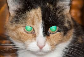 ‪Cat | Breeds, Origins, History, Body Types, Senses, Behavior, & Heredity |  Britannica‬‏