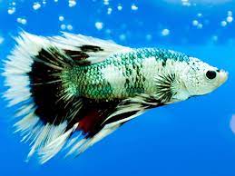 The zebra danios and white cloud minnow are the hardiest tropical fish and make for excellent choices. Best Fish Tanks In 2020 Seaclear Marineland Fluval And More