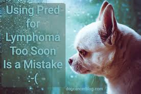 How long can a dog with lymphoma live on prednisone? Lymphoma Archives Dog Cancer Blog