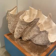 Image result for Tridactyle virginea